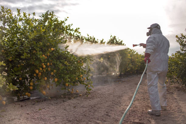 Best Termite Control Services  in St Clair, PA